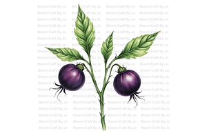 Deadly Nightshade Studies