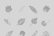 Leaf Tones Vol. 8 | Stippled Flora, a Texture Illustration by invisiblelayer (Thumbnail 2 of 5)