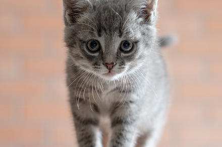 Little gray kitten plays