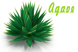 Agave