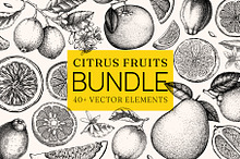 BUNDLE. Citrus Fruit Vector Sketches by  in Illustrations
