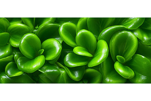 A pot of micro-green pea sprouts in, a Food & Drink Photo by ZinetroN