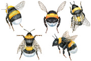 Watercolor bees and bumblebees, an Animal Illustration by Watercolor fantasy (Thumbnail 2 of 4)