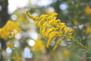 Goldenrod Bloom