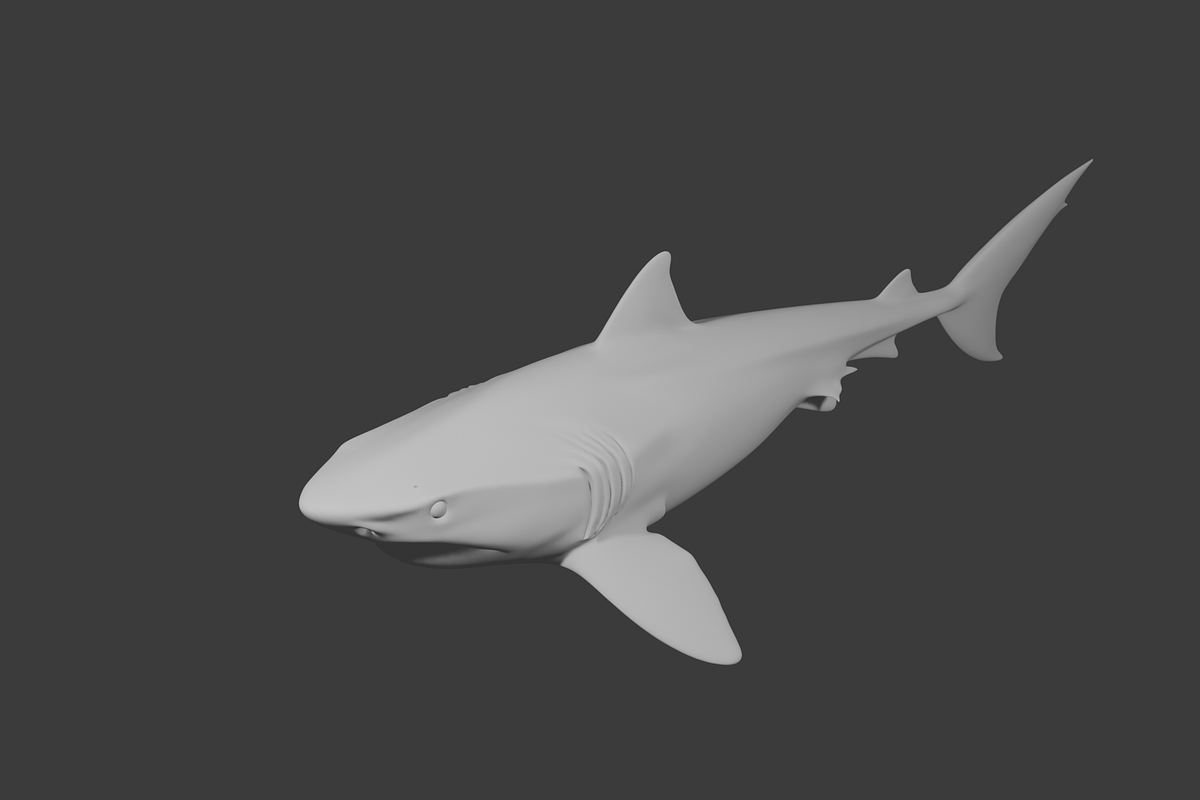 Realistic Shark 3D Model, an Animal 3D Model by Temer (Photo 6 of 6)