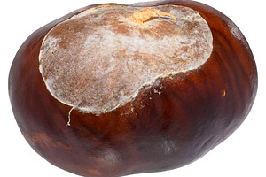 A horse chestnut with a smooth, shiny, brown surface., a Food & Drink Photo by ndanko
