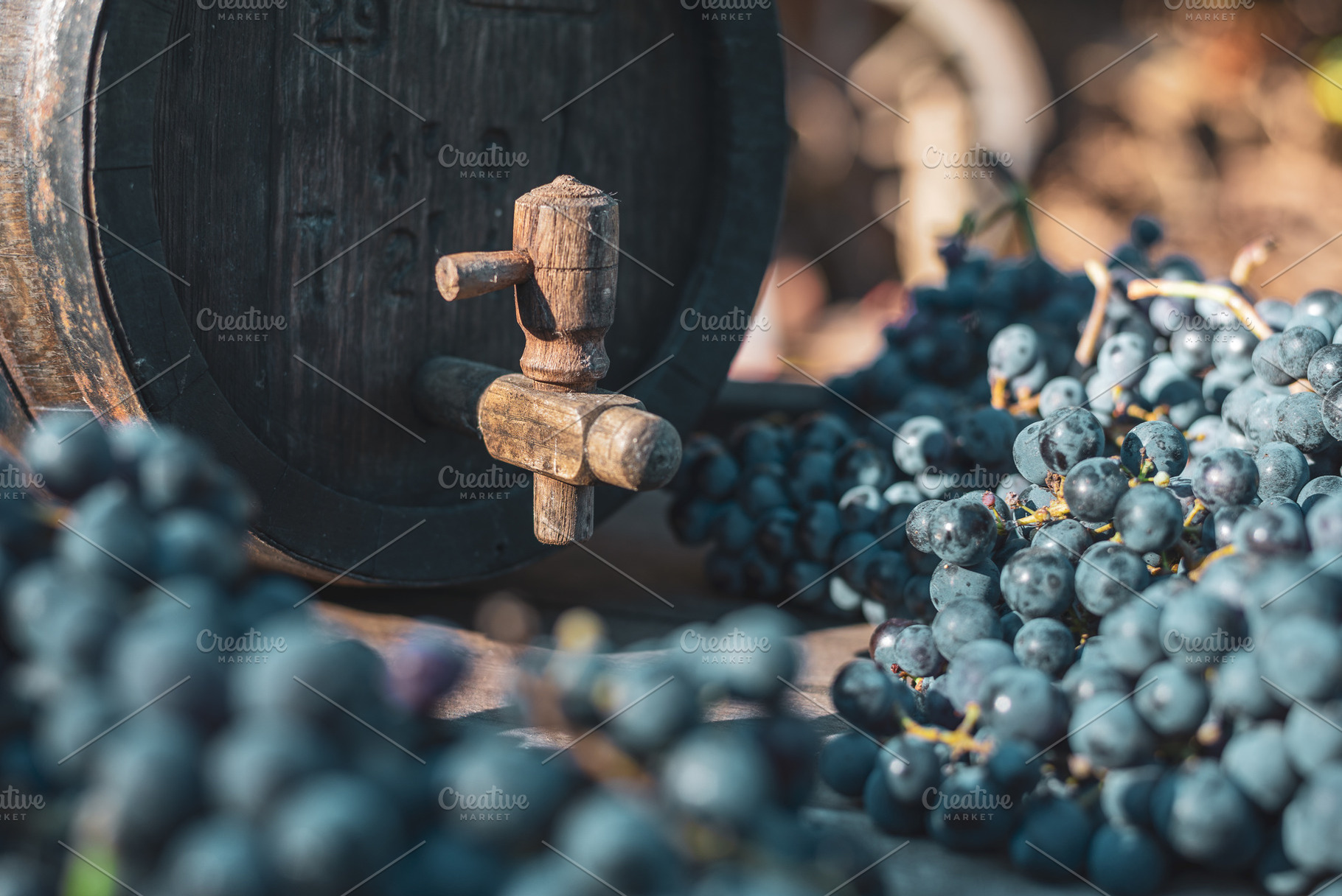 Wine barrel with blue Cabernet Franc grapes in harvest season, Hungary, a Food & Drink Photo by Mark Borbely