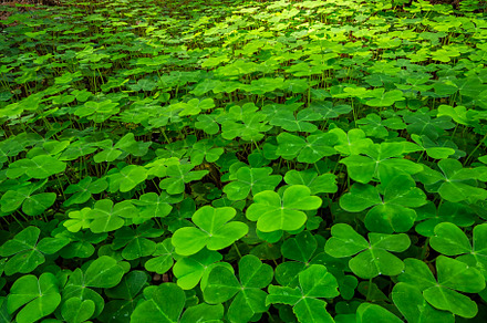Redwood Sorrel