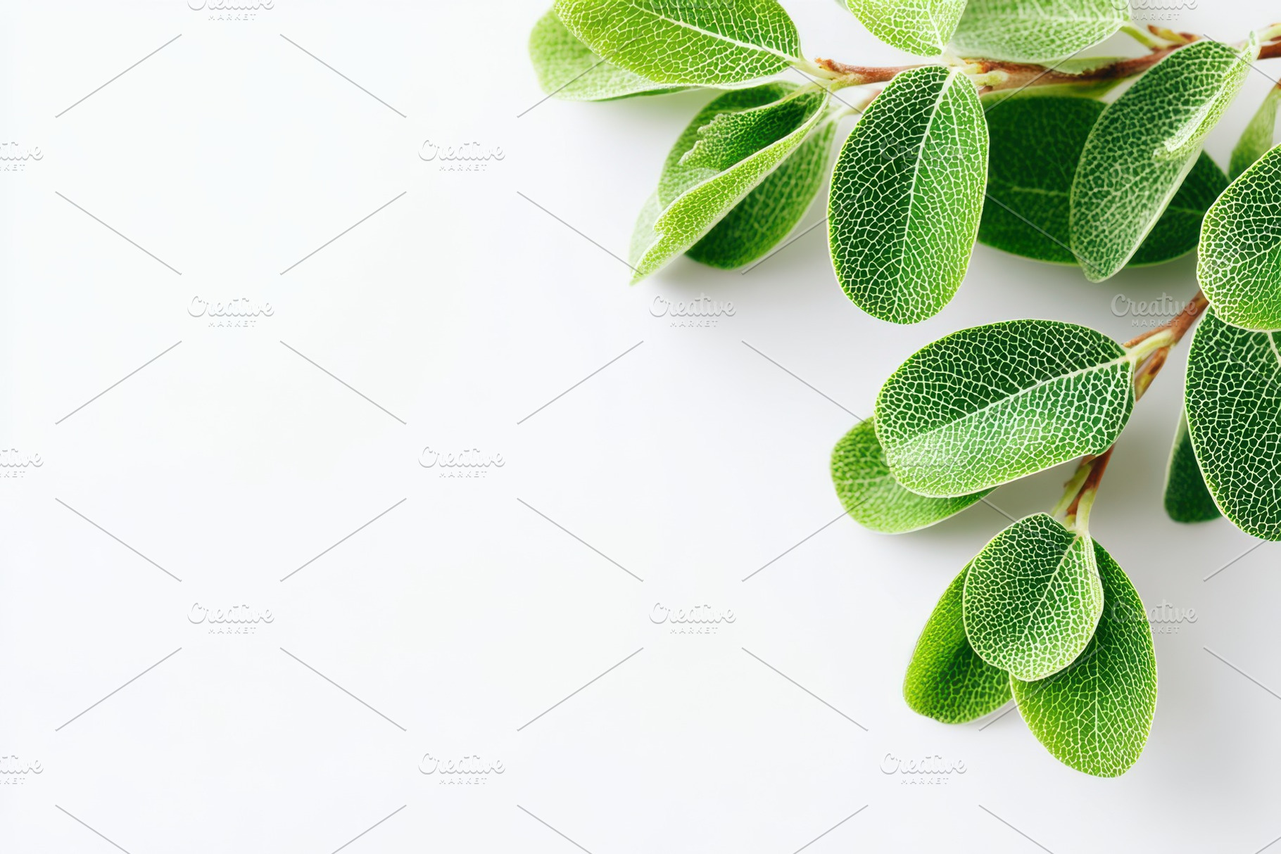 Fresh green leaves with detailed veins, a Nature Photo by AlyaAnd