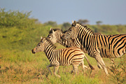 Zebra - Running Stripes, an Animal Photo by Wildlife Wonder (Thumbnail 2 of 2)