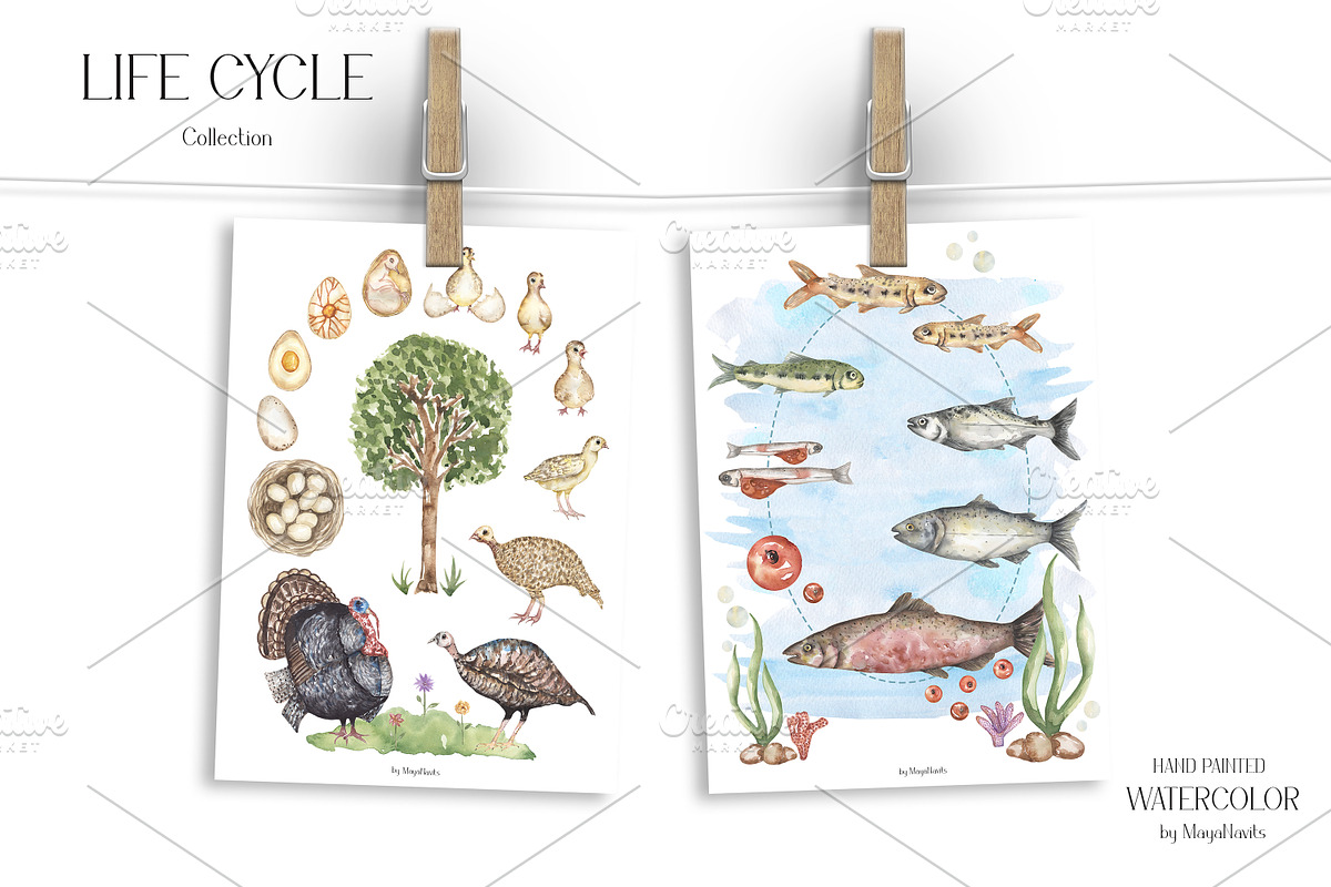 Watercolor Life Cycle Bundle 2, an Education Illustration by MayaNavits (Photo 14 of 14)