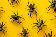 143 Spiders, an Animal Photo by Handmadefont (Thumbnail 10 of 16)
