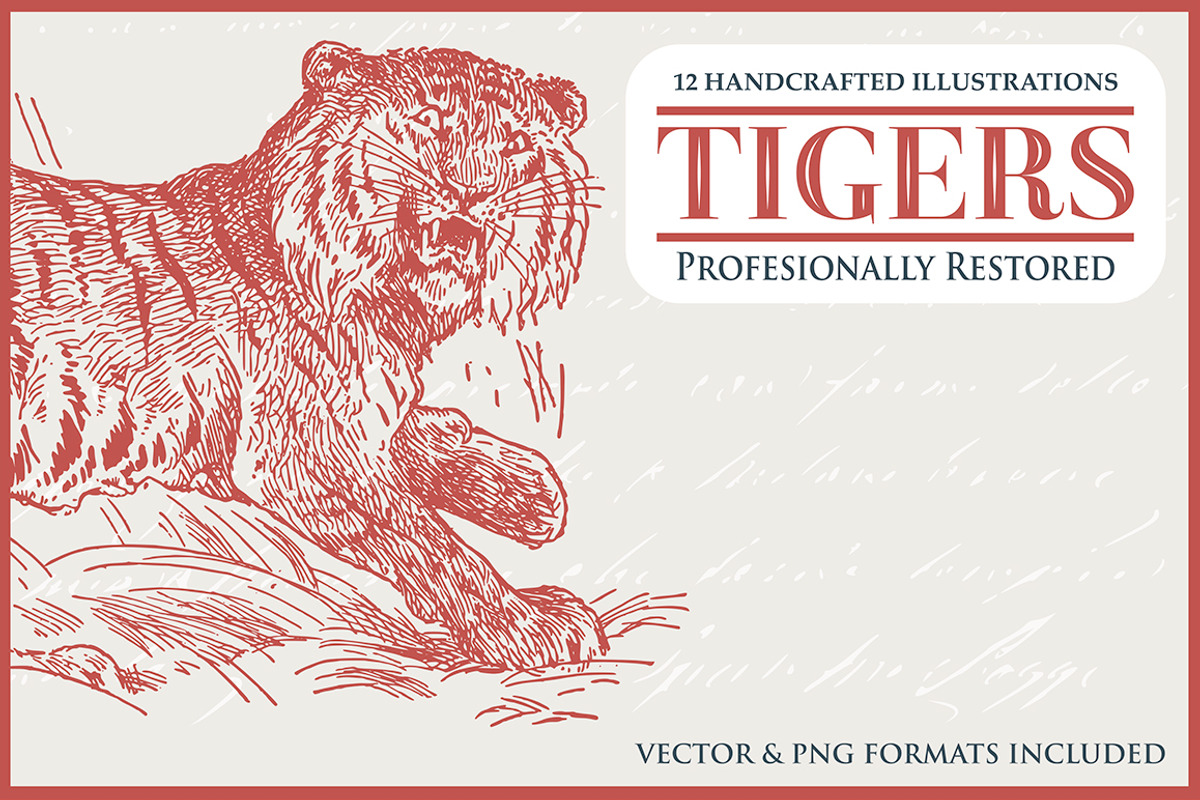 12 Tiger Illustrations, an Animal Illustration by The Rusty Press (Photo 1 of 3)