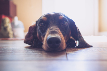 Dachshund Dog Resting on Floor