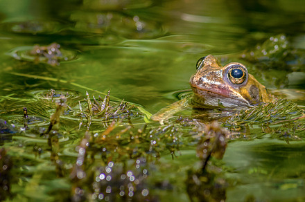 The Toad