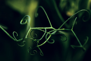 Pea sprouts with dew on a dark backg featuring fragment, sprouts, and peas