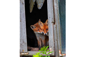 Curious little cubs of red fox -, an Animal Photo by Lukas Jonaitis SHOP