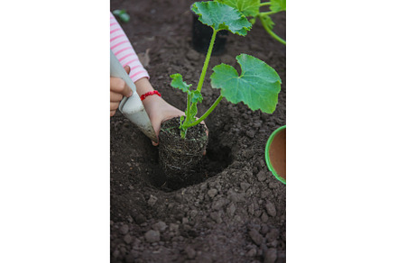 The child is planting a plant in the, a Nature Photo by yanadjana