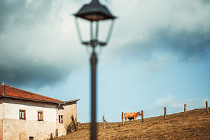 Cow on hillside, blurred lamp, an Animal Photo by SkyNext
