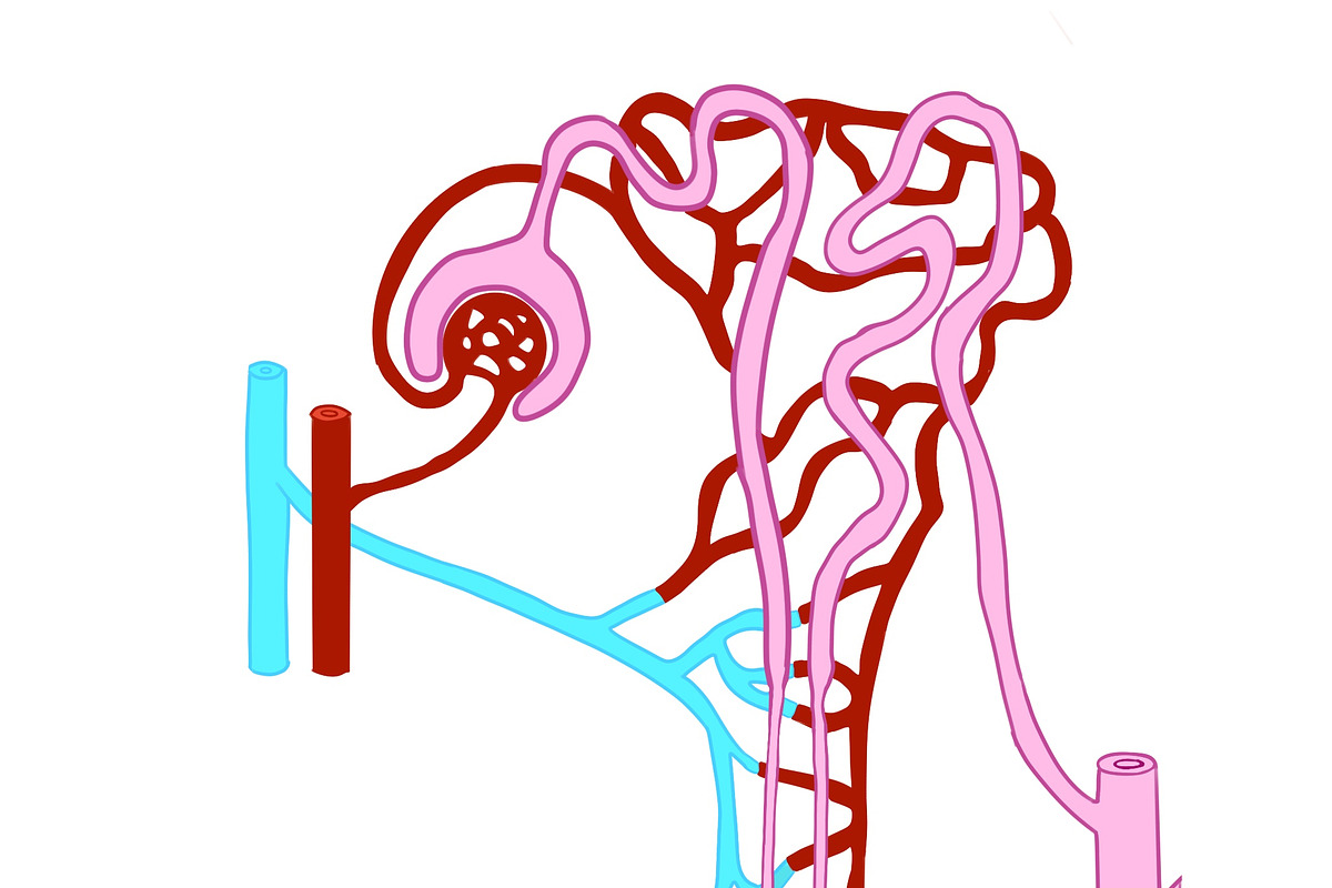 Biology & Anatomy goodnotes stickers, an Education Illustration by Noorist (Photo 32 of 32)