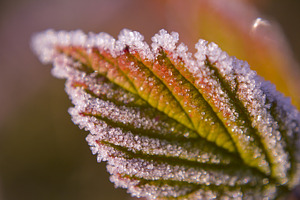 Frosty Leaf