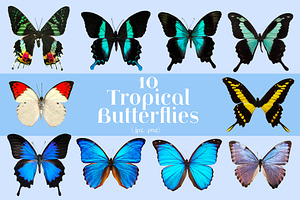 10 Tropical Butterflies