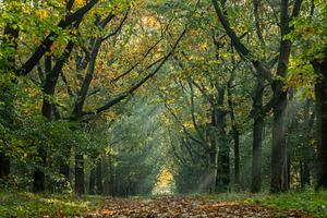 Forest Light Tunnel