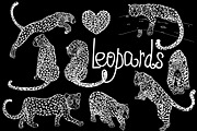Leopards 3, an Animal Illustration by Ecaterina Sciuchina (Thumbnail 2 of 6)