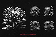 10 Bundle Dark Art Chrysan Flower, an Illustration by Morspective (Thumbnail 3 of 7)