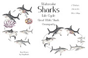 Watercolor Sharks Life Cycle Set, an Education Illustration by MayaNavits (Thumbnail 4 of 9)