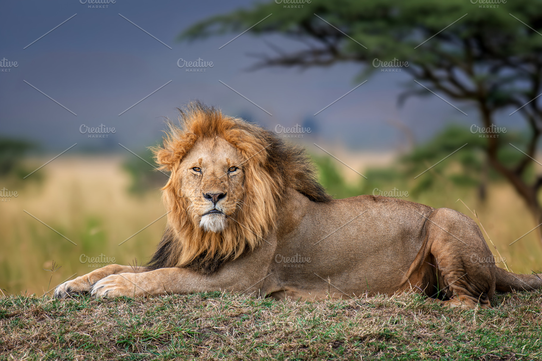 Adult lion lying in the grass with a blurred tree in the backgro, an Animal Photo by Byrdyak
