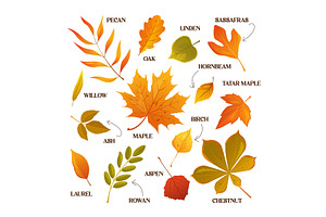 Cartoon Autumn Leaves With Names