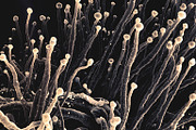72 Microscopic Fungi Backgrounds, a Background Graphic by h.utomo (Thumbnail 5 of 72)