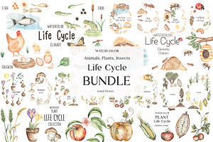 Watercolor Life Cycle Bundle