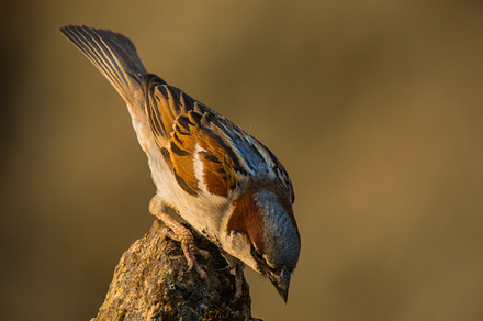 Cyanistes Caeruleus Containing Bird Blue And Tit preview 6