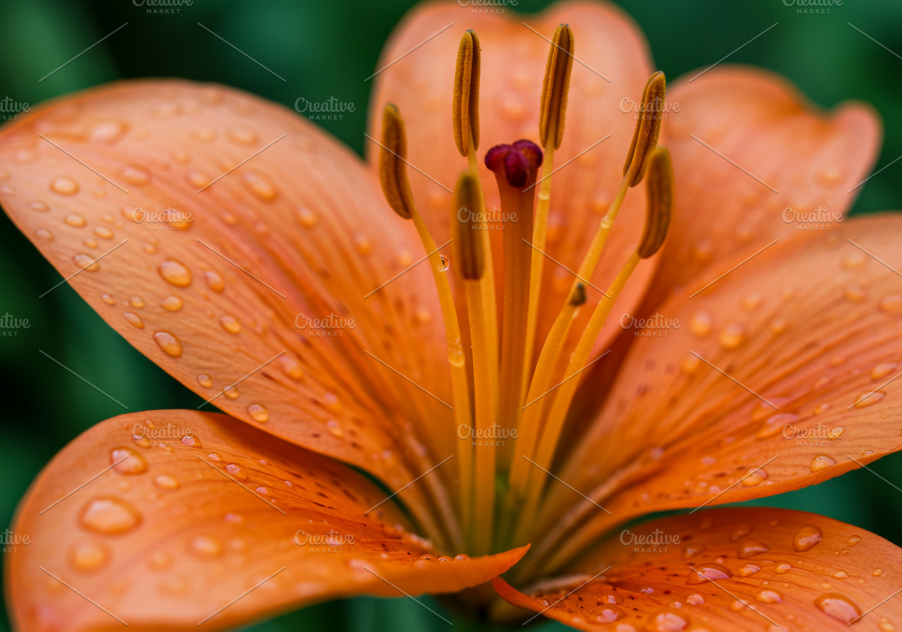 Close-up of an orange lily flower wi, a Nature Photo by professorinc