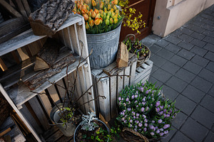 Beautiful tulips and decorations arranged on sidewalk display, a Photo by AS photostudio