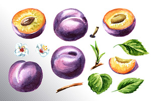 Plum. Watercolor Collection