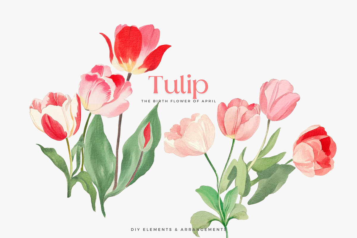 watercolor clipart tulip set, a Decorative Illustration by Patishop Art (Photo 5 of 11)