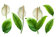 Anthurium flowers, a Pattern Graphic by Sundra (Thumbnail 15 of 15)