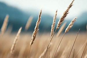 Golden wheat ears growing in a field, a Nature Photo by MistyDay
