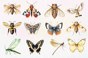 Vintage Insect Sublimation Clipart, an Illustration by Dream Creation (Thumbnail 7 of 7)