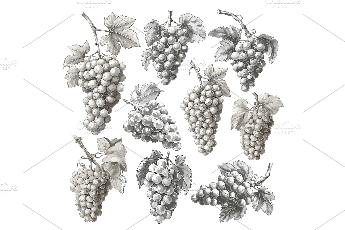 grape branch. fruit wine sketch, a Food Illustration by Stock-Smart-Start