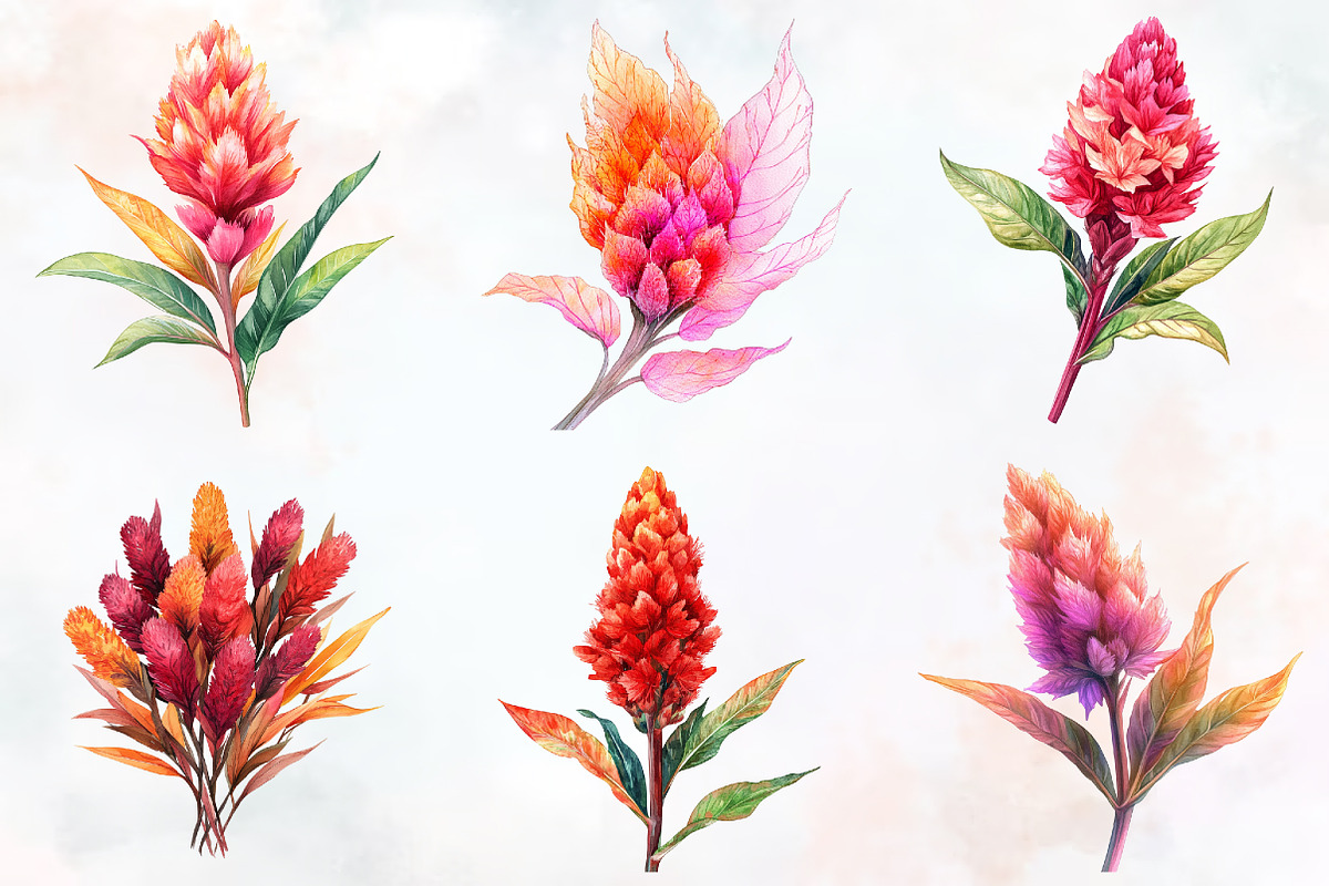 Celosia Flower Watercolor Cliparts, an Illustration by RobertsArt (Photo 5 of 7)