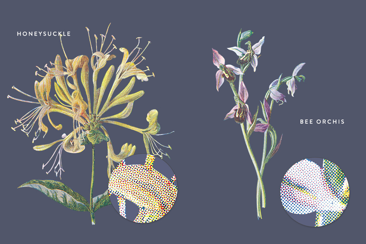 Vintage Flower Illustrations Bundle, an Illustration by Greta Ivy (Photo 36 of 62)