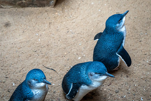 Little penguins on sandy ground in Kangaroo Island, Australia