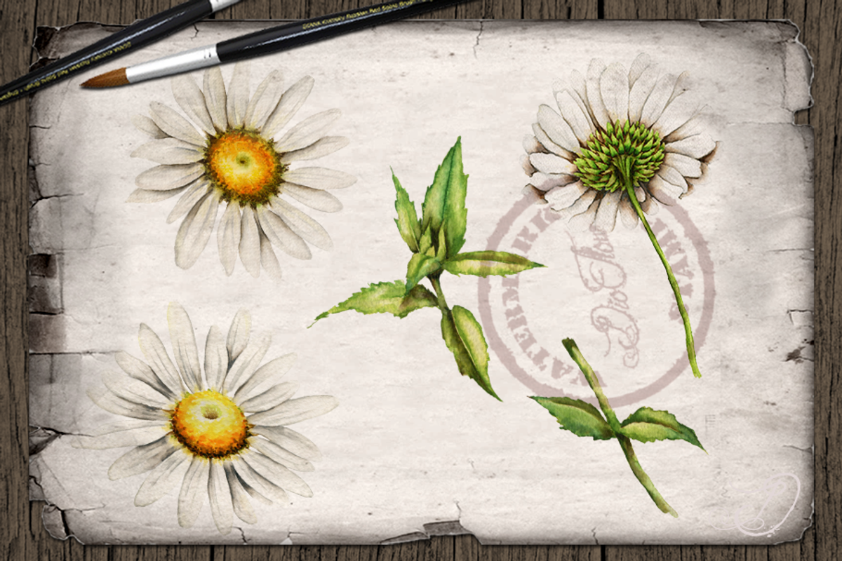 Daisy Watercolor Illustration, a Decorative Illustration by DioFlow (Photo 2 of 5)