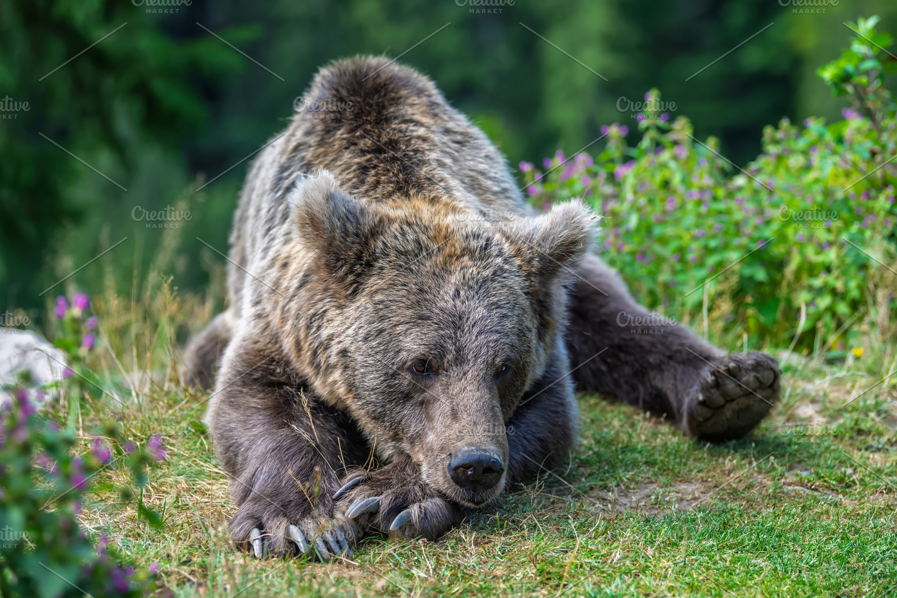 Brown bear, an Animal Photo by Byrdyak