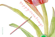 Vintage Parrot Tulips-Clipart set, an Illustration by watercolorwild.graphics (Thumbnail 6 of 6)