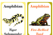 Amphibians Flash Cards For Kids, a Card Template by DigitalsDesigns (Thumbnail 4 of 6)